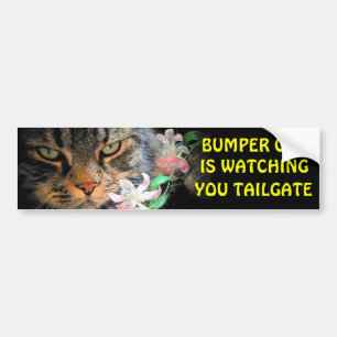 Bumper-katt tittar på Din AMNING TAILGATE 3 Bildekal