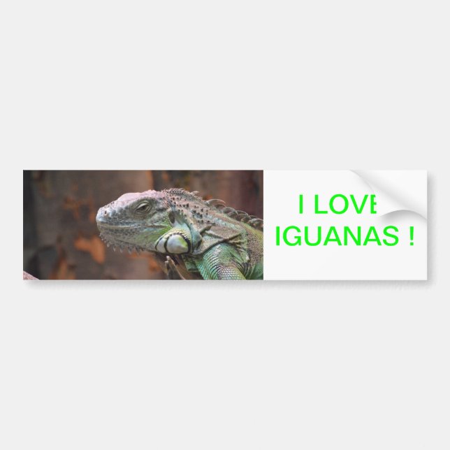 Bumper Sticker med färgad Iguana-ödla Bildekal (Framsidan)