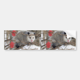 Bumper Sticker Opossum Bildekal