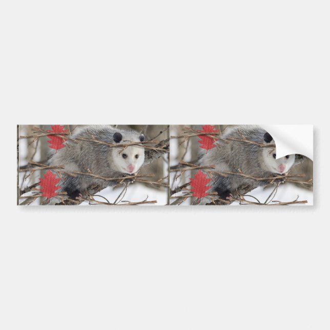 Bumper Sticker Opossum Bildekal (Framsidan)