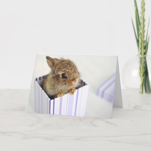 Bun in the Box! Kort (Framsida)