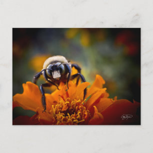 Bunble Bee Vykort