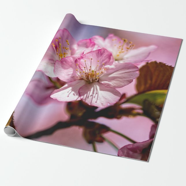 Bunch av stenande Sakurablommor i Rosa Färg Presentpapper (Utrullad)