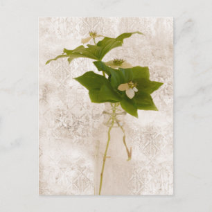 Bunch Berry - Vild Dogwood Postcard Vykort