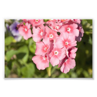 Bunch och Bunches Fototryck