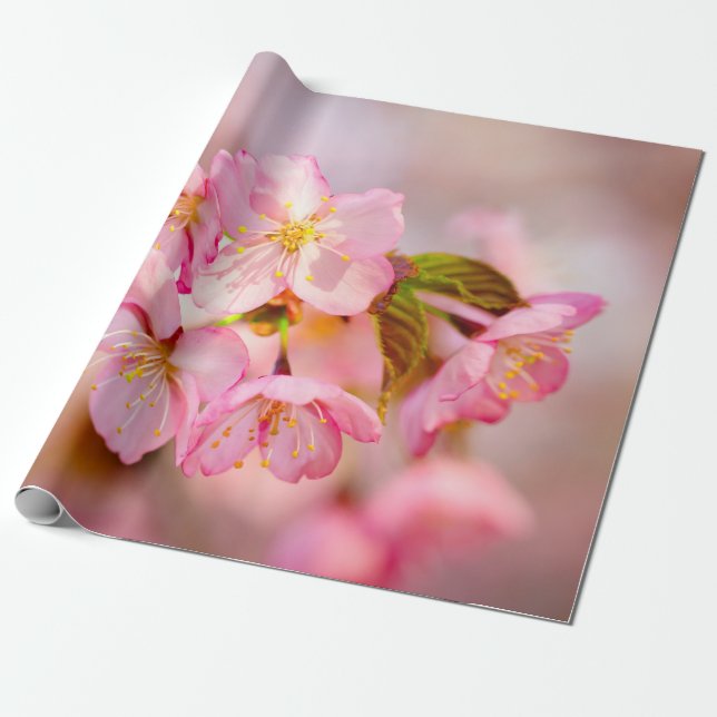 Bunch of Fresh Rosa Sakura Flowers on Rosa Presentpapper (Utrullad)