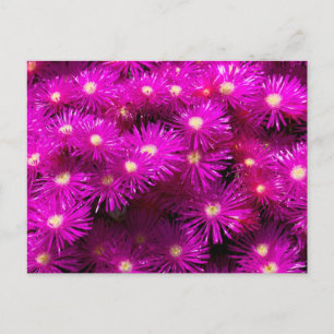 Bunch of Rosa Aster Flowers Vykort