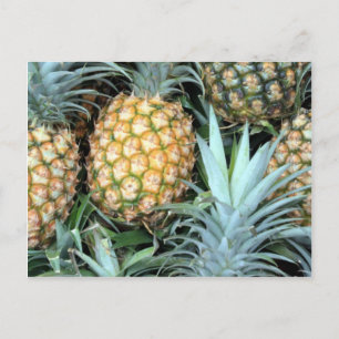 Bunch of Tropical Hawaiian Pineapples Vykort