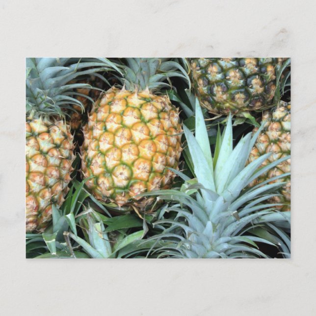 Bunch of Tropical Hawaiian Pineapples Vykort (Framsida)