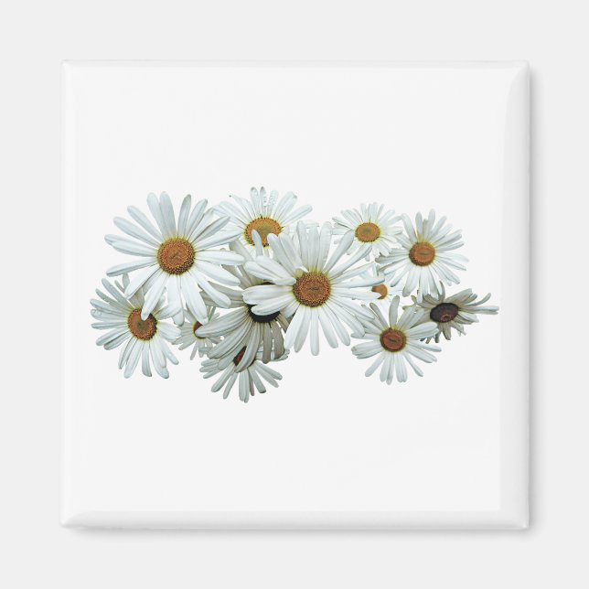 Bunch of White Daisys Magnet (Framsidan)