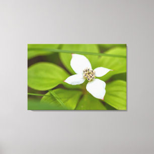 Bunchberry Canvastryck