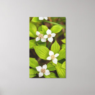 Bunchberry Flowers Canvastryck