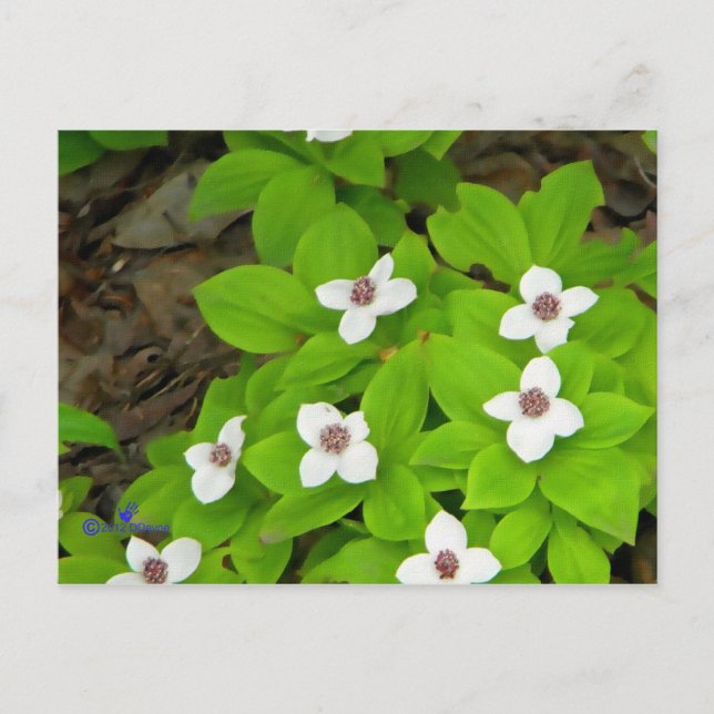 Bunchberry Vykort (Framsida)