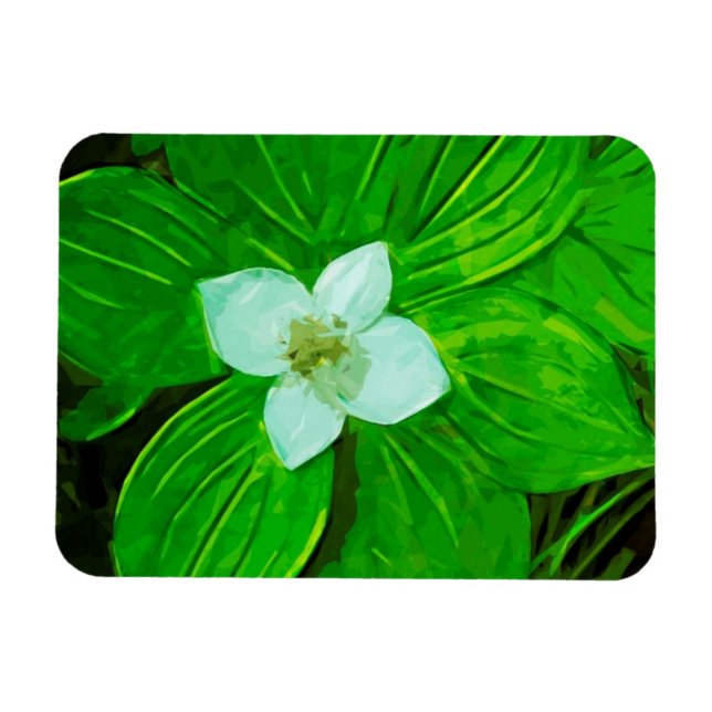 Bunchberry White Wildblomma Magnet (Horisontell)