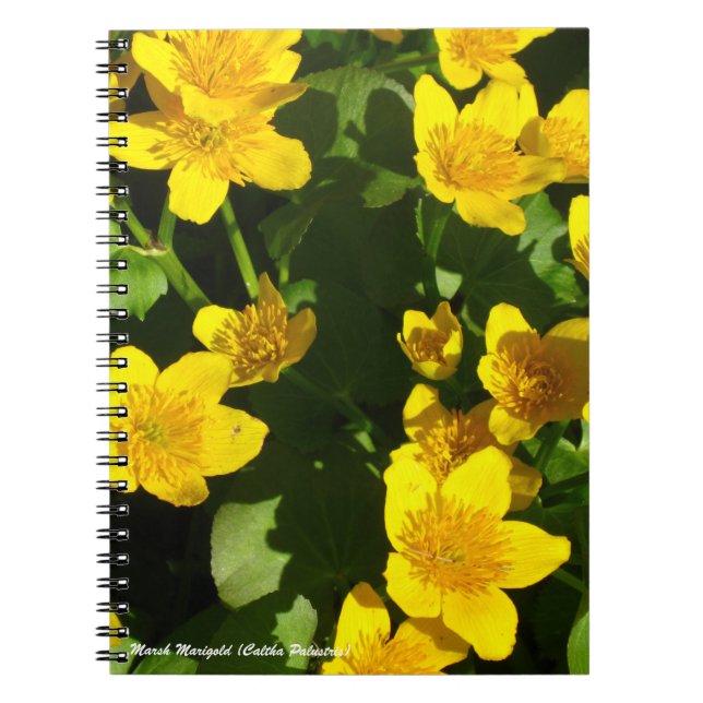 Bundbok för Spiral 8 x 11 tum | Marsh Marigold Anteckningsbok (Framsidan)