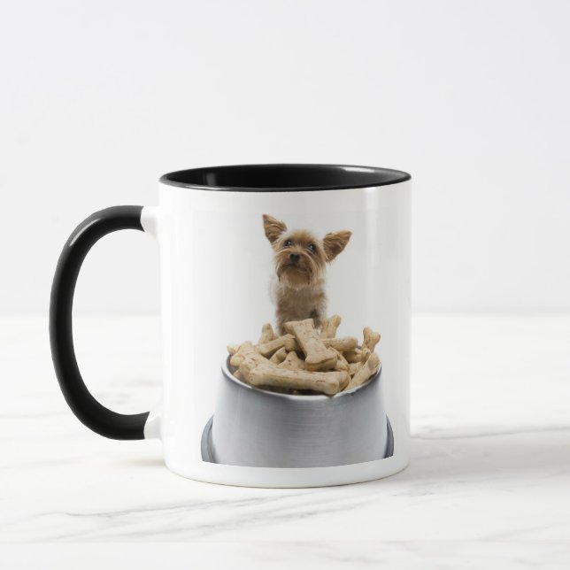 Bunke av hundfester vid den Yorkshire terrieren Mugg (Vänster)