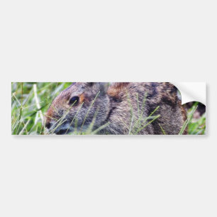 Bunnies-kaniner Bildekal