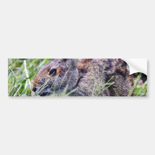 Bunnies-kaniner Bildekal (Framsidan)