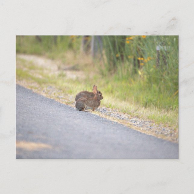 Bunnies Photo Postcard Helg Vykort (Framsida)