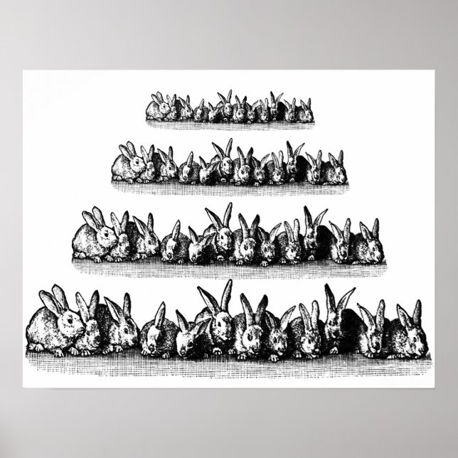 Bunnies Poster (Framsidan)