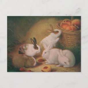 Bunnies Vykort