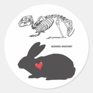 Bunny Anatomy Runt Klistermärke