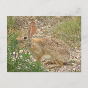 Bunny at Supper Vykort