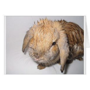 Bunny Bathtime Hälsningskort