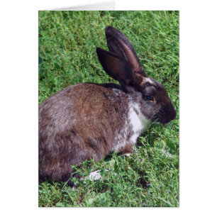 Bunny Blank Inside OBS Kort