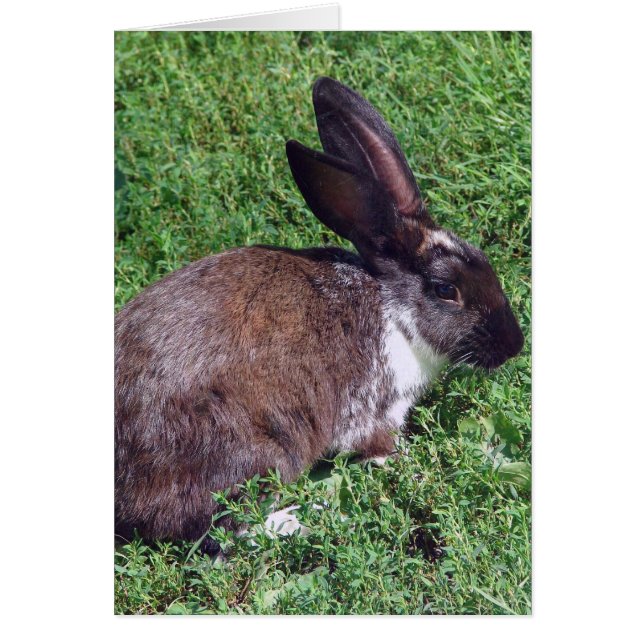 Bunny Blank Inside OBS Kort (Framsidan)