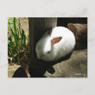 Bunny Dreams-vykort Vykort