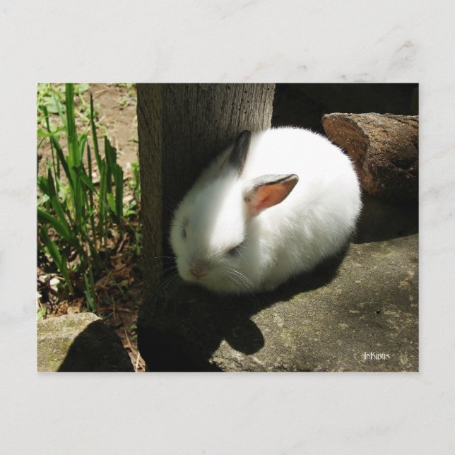 Bunny Dreams-vykort Vykort (Framsida)