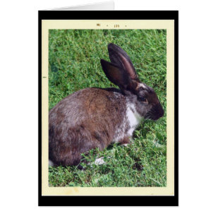 Bunny Hälsningskort