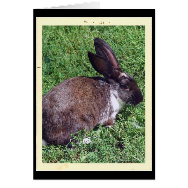 Bunny Hälsningskort (Framsidan)