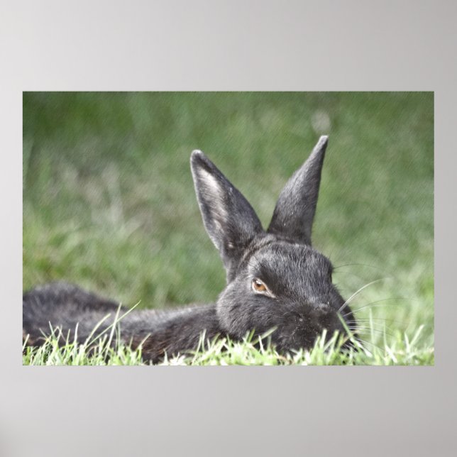 Bunny i bran Grass Poster (Framsidan)