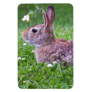 Bunny kanin i Foto av Grass Closeup Magnet