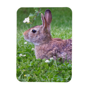 Bunny kanin i Foto av Grass Closeup Magnet