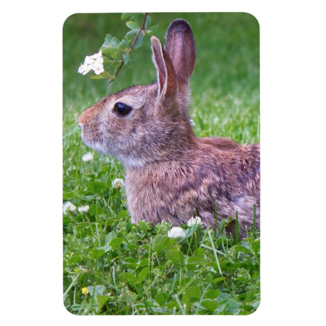 Bunny kanin i Grass Animal Photography Magnet (Vertikal)