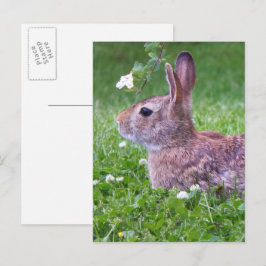 Bunny kanin i Grass Animal Photography Vykort