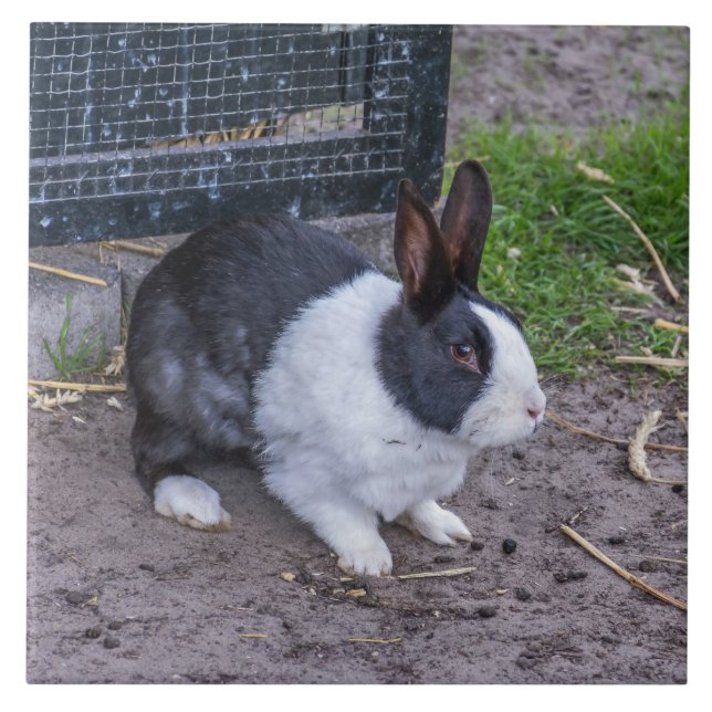 Bunny kanin, nära keramisk bricka kakelplatta (Framsidan)