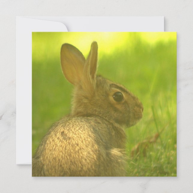 Bunny kaninbjudan inbjudningar (Framsida)