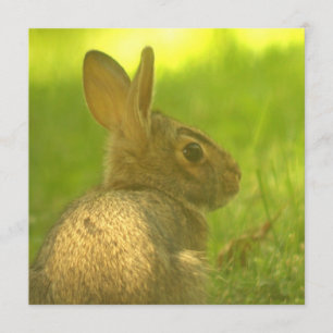 Bunny kaninbjudan inbjudningar