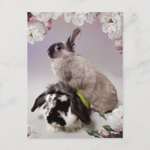 Bunny Kärlek Vykort