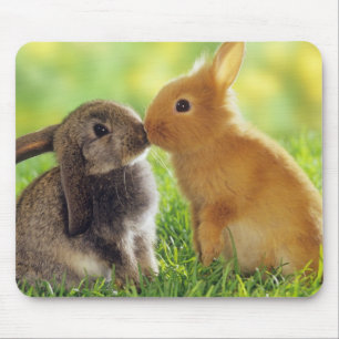Bunny Kiss Musmatta