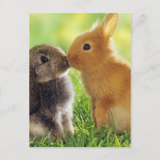 Bunny Kiss Vykort