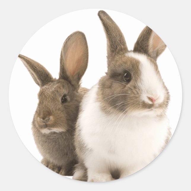 Bunny-klistermärken Runt Klistermärke (Framsida)
