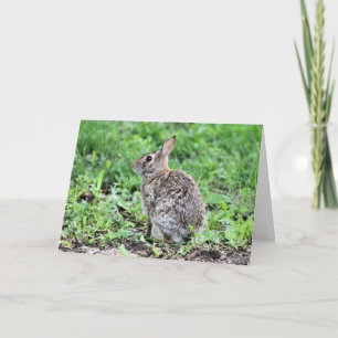 Bunny Kort