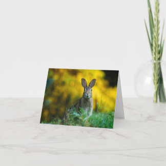 Bunny Kort