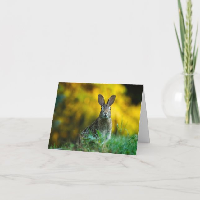 Bunny Kort (Framsida)
