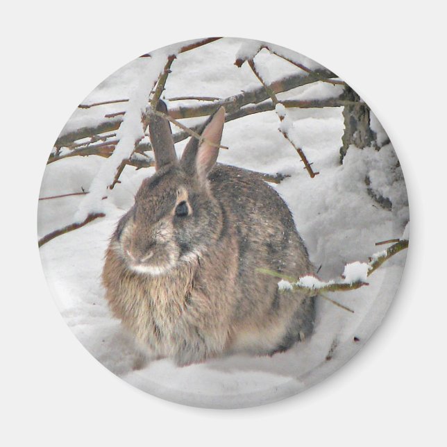 Bunny Magnet (Framsidan)